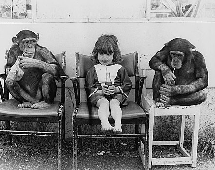两个,黑猩猩,女孩,喝,可乐,英格兰,英国