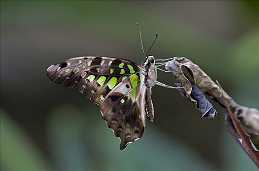 蝴蝶,泰国
