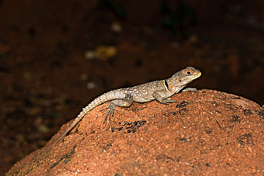 马达加斯加,鬣蜥蜴,非洲