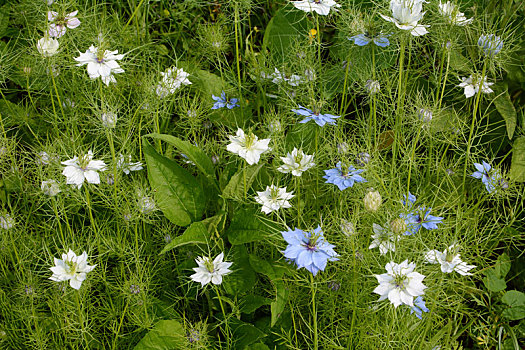 密集,混合,白色,蓝色,黑种草属,花