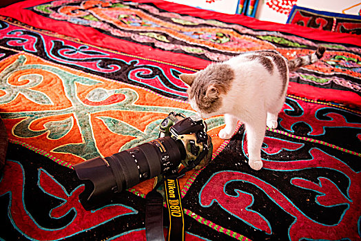 毯子,猫,相机