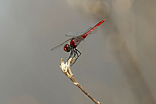 坦桑尼亚,禁猎区,巨大,蜻蜓