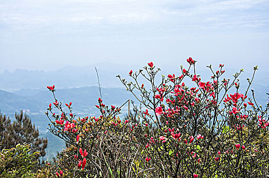 岭上杜鹃