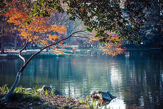 江南秋天的红叶,杭州西湖太子湾公园