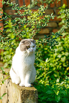 户外折耳猫