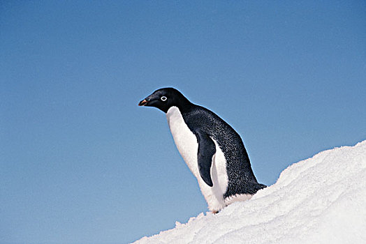 南极,半岛,阿德利企鹅,站立,雪,遮盖,山,大幅,尺寸