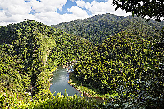 河,雨林,阿瑟顿高原,昆士兰,澳大利亚