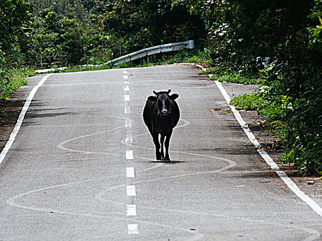 牛,岛屿,冲绳,日本