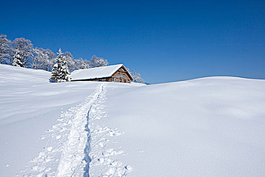 高山,清新,雪,山峦,阿彭策尔,阿尔卑斯山,瑞士,欧洲