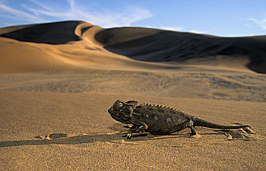 荒芜,纳米布沙漠,纳米比亚,非洲