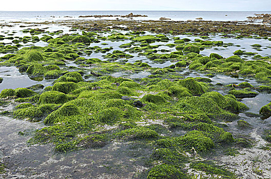 藻类,大西洋,海岸