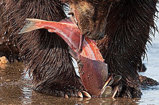 棕熊,吃,三文鱼,堪察加半岛,俄罗斯