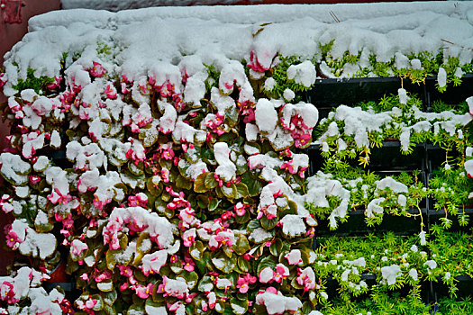 花卉,花架,积雪,雪后