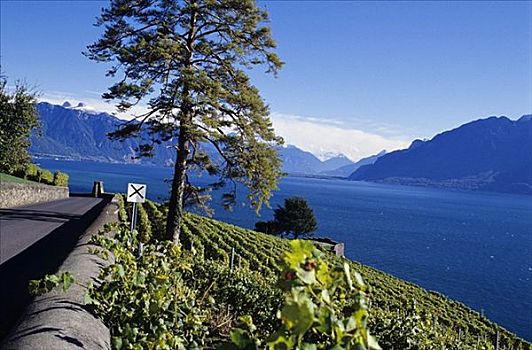 日内瓦湖,沃州,瑞士