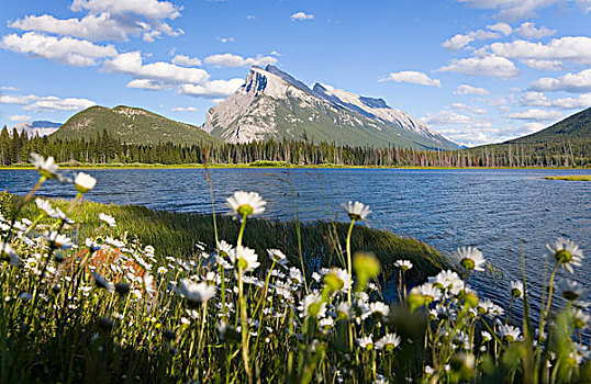 野花,伦多山,弗米利恩湖,班芙国家公园,艾伯塔省,加拿大