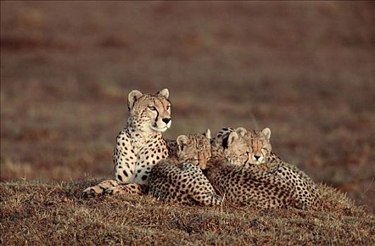 女性,禁猎区,肯尼亚,猎豹