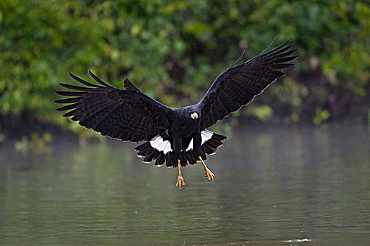 黑色,老鹰,猎捕,潘塔纳尔,巴西