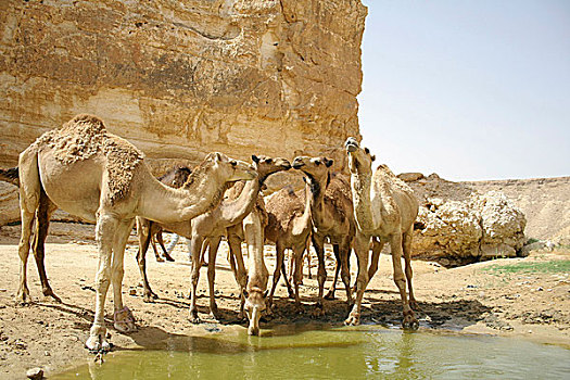 骆驼,喝,沙漠,以色列