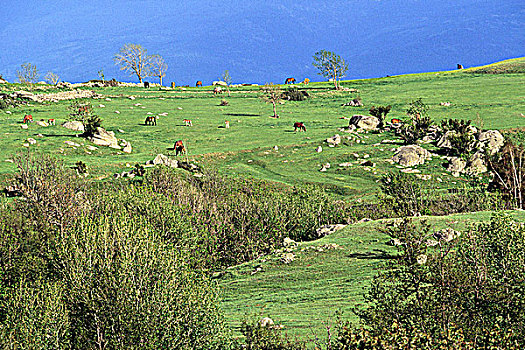 法国,朗格多克-鲁西永大区,风景,靠近