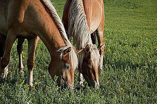 盛夏内蒙古坝上草原,低头吃草的马