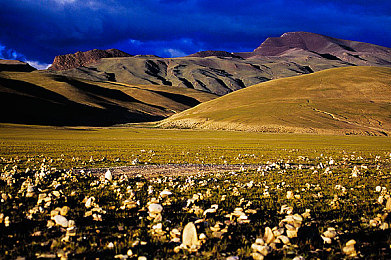 西藏阿里草原图片