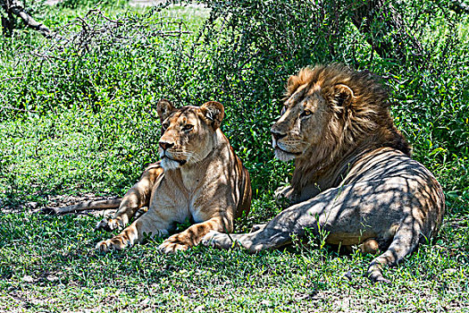 狮子,雄性,女性,休息,荫凉,坦桑尼亚,非洲