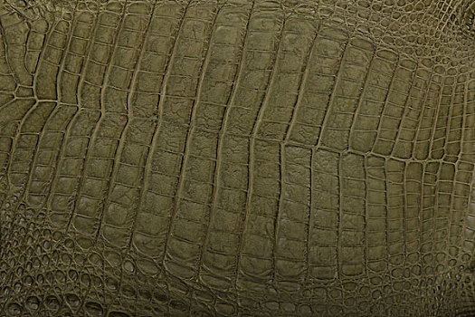 动物鳄鱼皮骨骼肌理的背景纹理野生