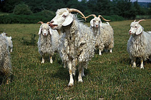 安哥拉山羊,产生,毛织品