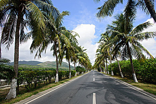 三亚湾林荫道路