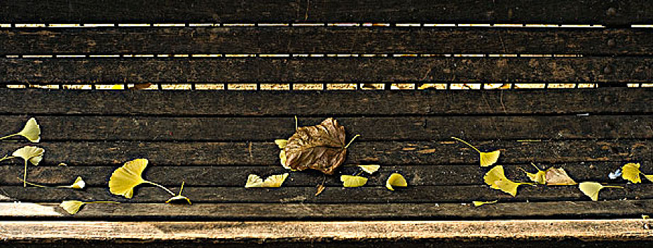 落叶,公园长椅,里斯本,葡萄牙