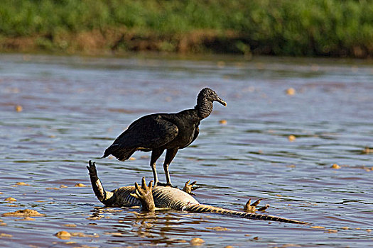黑美洲鹫,宽吻鳄,畜体,漂浮,河,潘塔纳尔,巴西