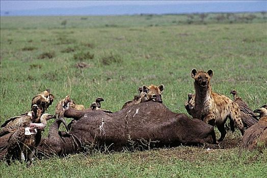 斑点,鬣狗,斑鬣狗,秃鹰,死,水牛,哺乳动物,鸟,马赛马拉,肯尼亚,非洲,动物