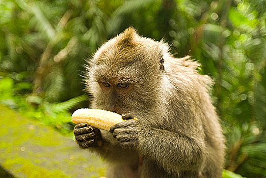 巴厘岛,猴子,香蕉