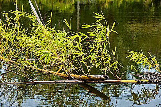 云南西双版纳橄榄坝傣族园水中生长的竹子