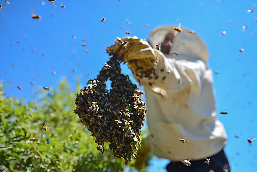 强势,蜜蜂,生物群