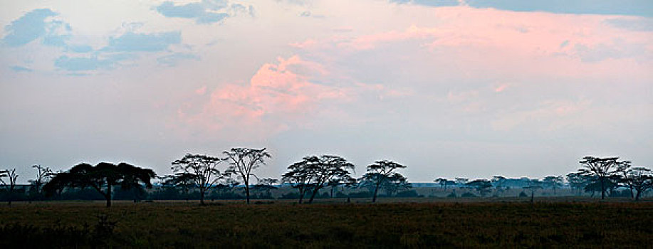 树林,塞伦盖蒂国家公园,坦桑尼亚