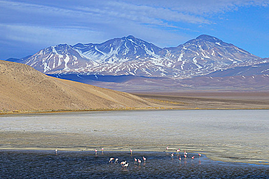 安第斯,火烈鸟,泻湖,粉色,火山,内华达,国家公园,区域,阿塔卡马沙漠,智利,南美