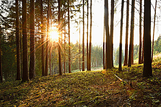 风景,日出,挪威针杉,欧洲云杉,树林,初夏,巴伐利亚,德国
