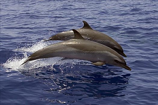 夏威夷,两个,海豚,跳跃