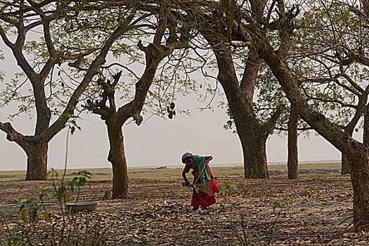 叶子,树林,木豆,红点鲑,孟加拉,一月,2008年