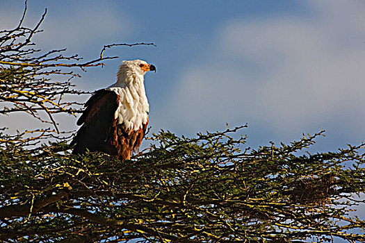 非洲鱼鹰,纳库鲁湖国家公园,肯尼亚,吼海雕