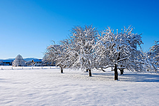 积雪,苹果树,靠近,上巴伐利亚,巴伐利亚,德国,欧洲