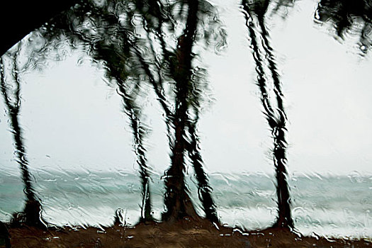 雨滴,窗户,棕榈树