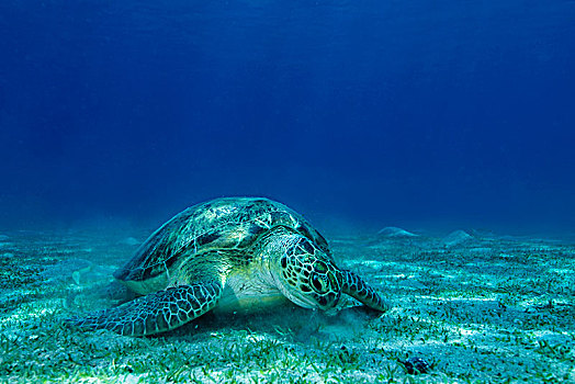 绿海龟,龟类,沙,地面,红海