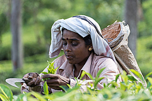 采茶,种植园,靠近,斯里兰卡,亚洲