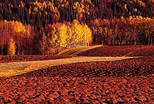 土地,树,秋天,水,山谷,艾伯塔省,加拿大