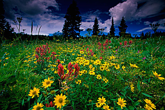 花,风景,兔耳,落基山脉,科罗拉多,美国