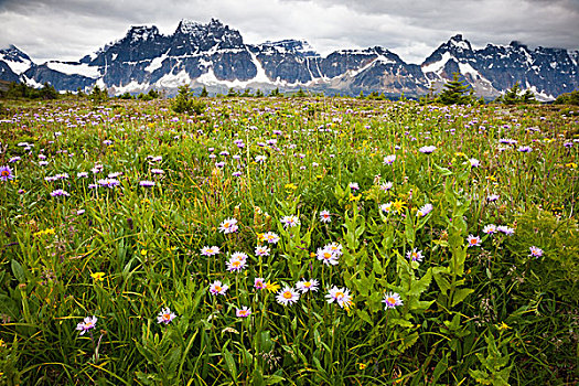 野花,碧玉国家公园,艾伯塔省,加拿大