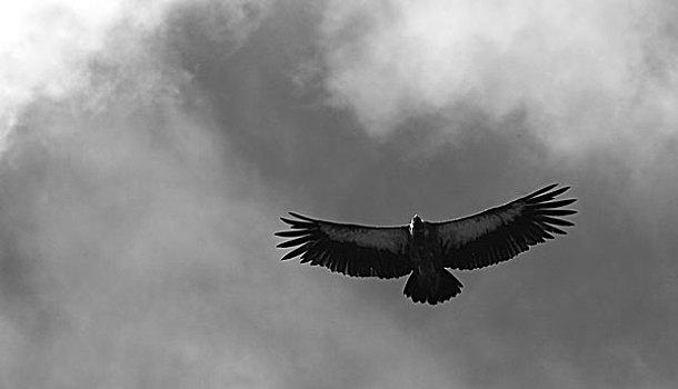 翱翔的秃鹫