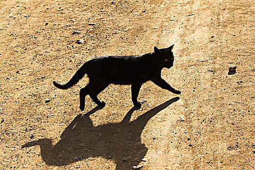 黑猫,小路,小,乡村,靠近,茵莱湖,缅甸